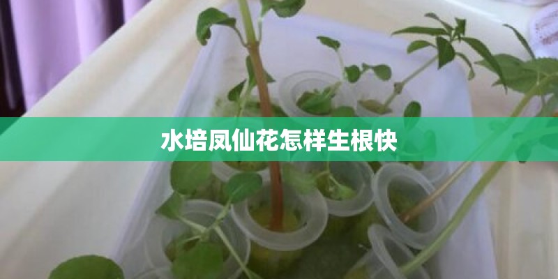 水培凤仙花怎样生根快
