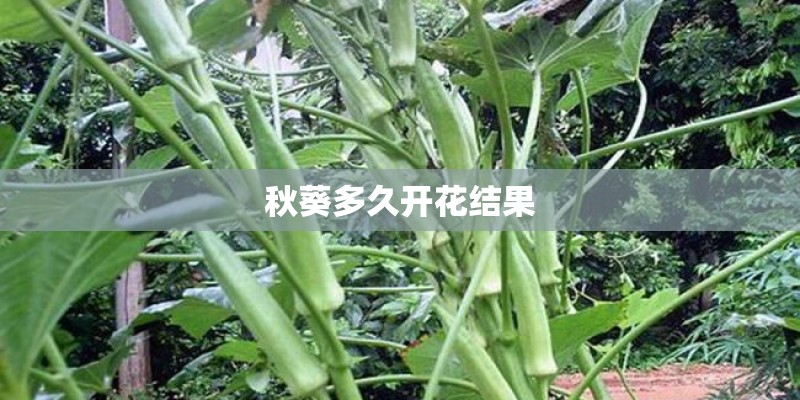 秋葵多久开花结果