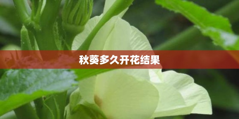 秋葵多久开花结果