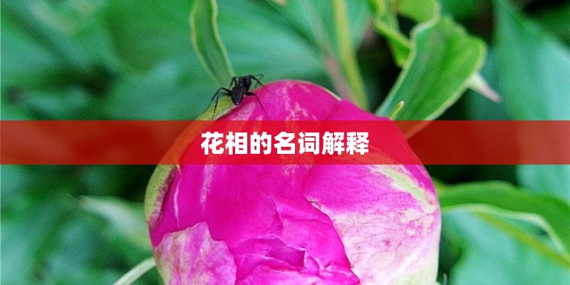 花相的名词解释