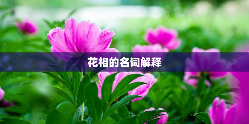 花相的名词解释