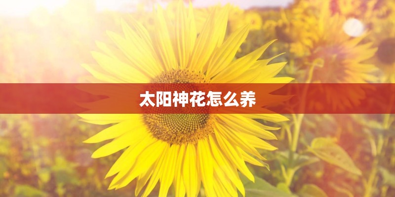 太阳神花怎么养