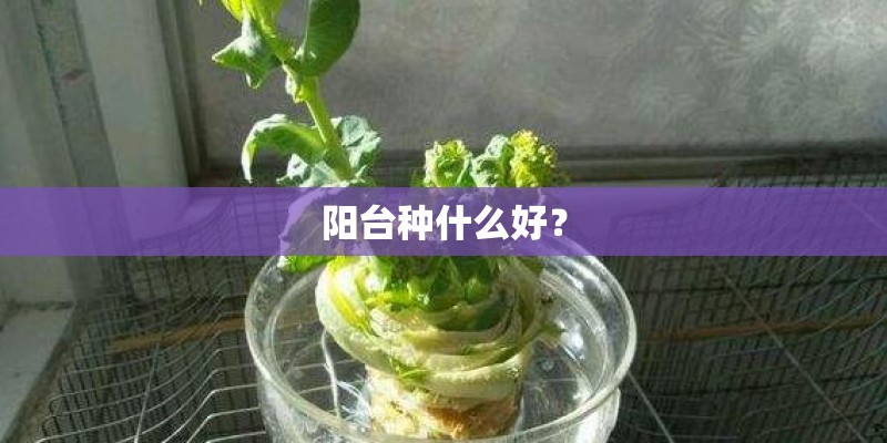 阳台种什么好？