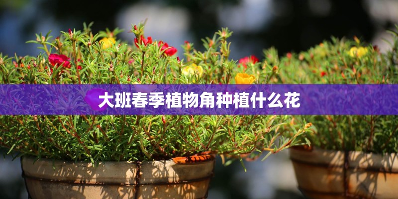 大班春季植物角种植什么花