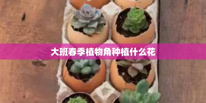 大班春季植物角种植什么花