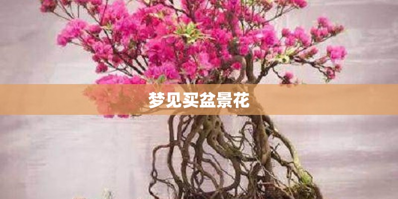 梦见买盆景花
