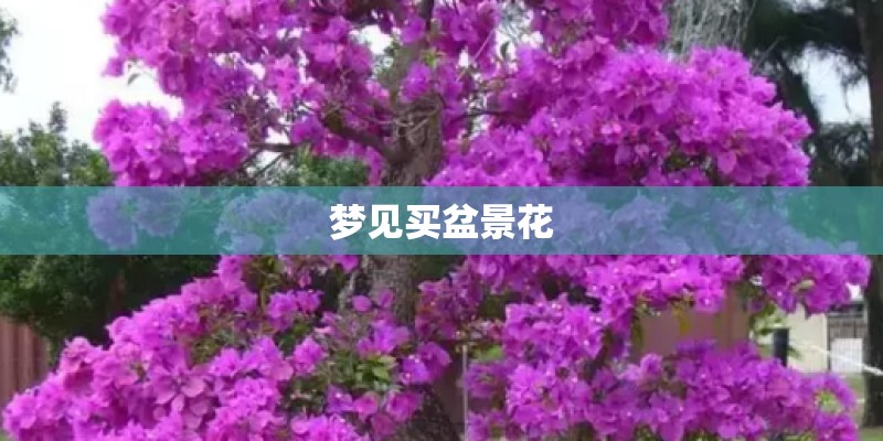 梦见买盆景花