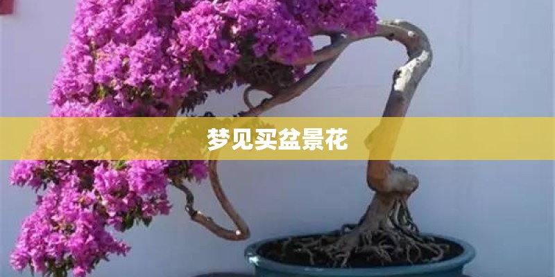 梦见买盆景花
