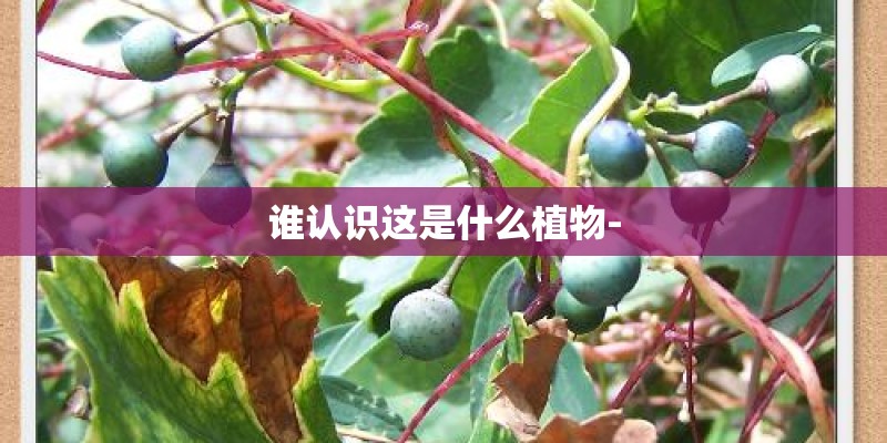 谁认识这是什么植物-