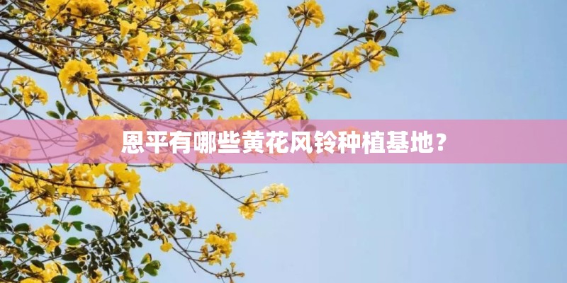 恩平有哪些黄花风铃种植基地？