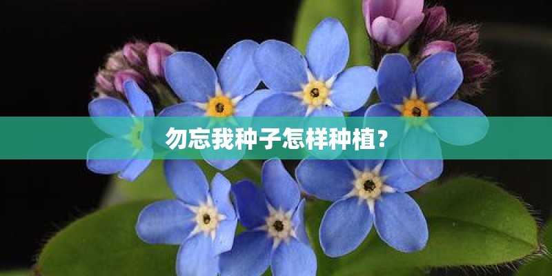 勿忘我种子怎样种植？