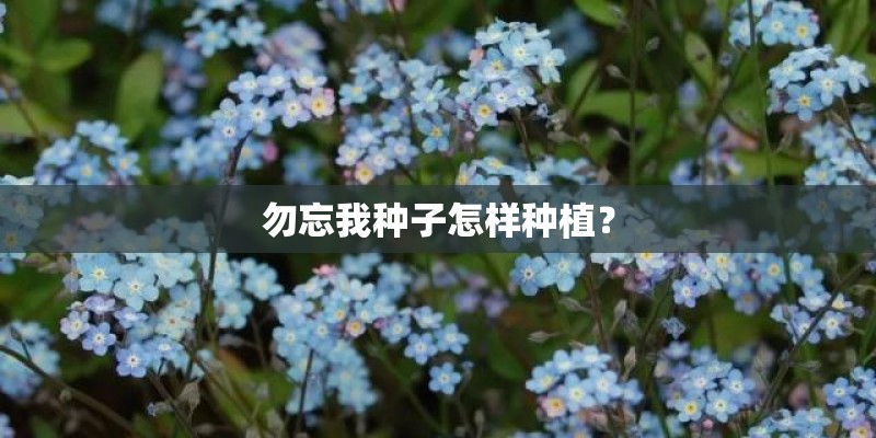 勿忘我种子怎样种植？
