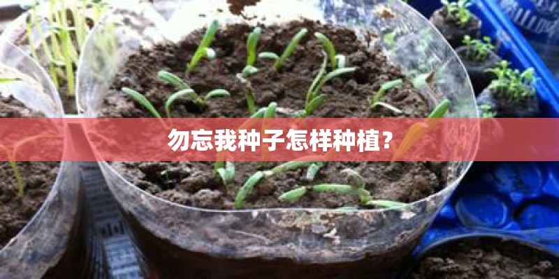 勿忘我种子怎样种植？