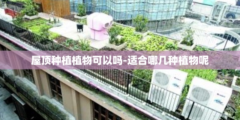 屋顶种植植物可以吗-适合哪几种植物呢