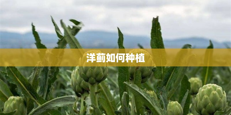 洋蓟如何种植