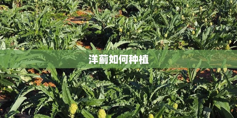 洋蓟如何种植