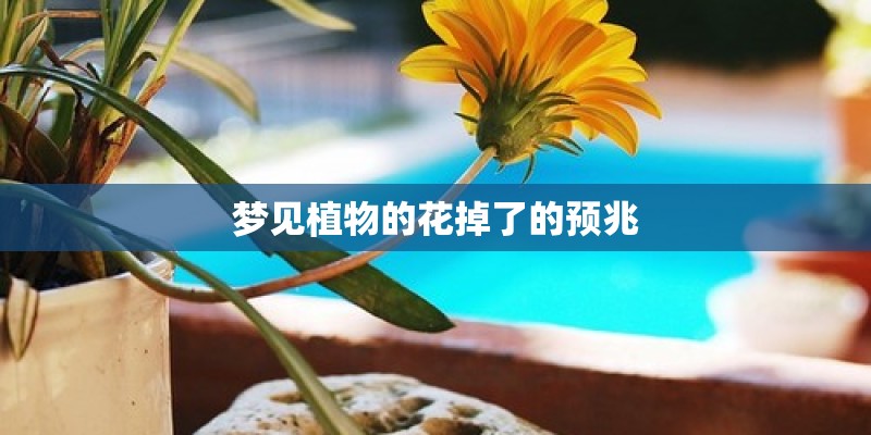 梦见植物的花掉了的预兆