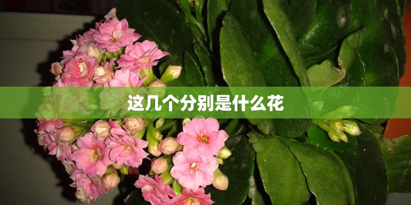 这几个分别是什么花