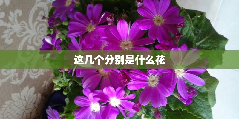 这几个分别是什么花