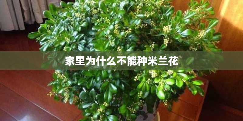 家里为什么不能种米兰花
