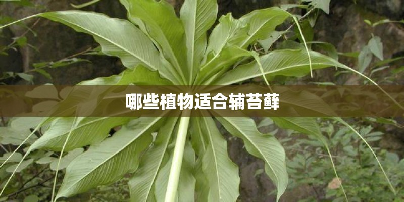哪些植物适合辅苔藓