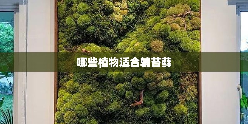 哪些植物适合辅苔藓
