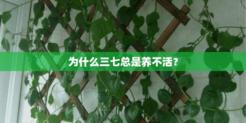 为什么三七总是养不活？