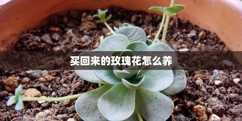 买回来的玫瑰花怎么养