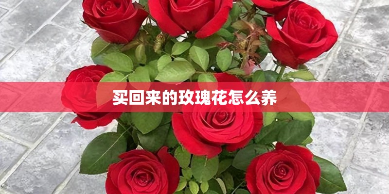 买回来的玫瑰花怎么养