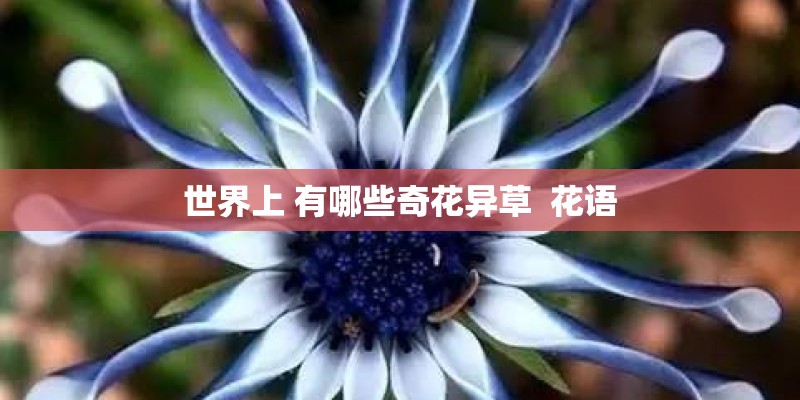 世界上 有哪些奇花异草  花语