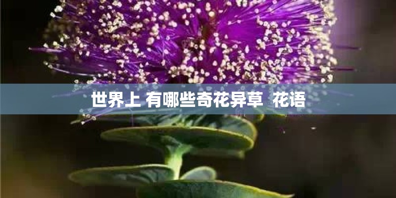 世界上 有哪些奇花异草  花语