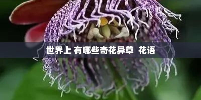 世界上 有哪些奇花异草  花语