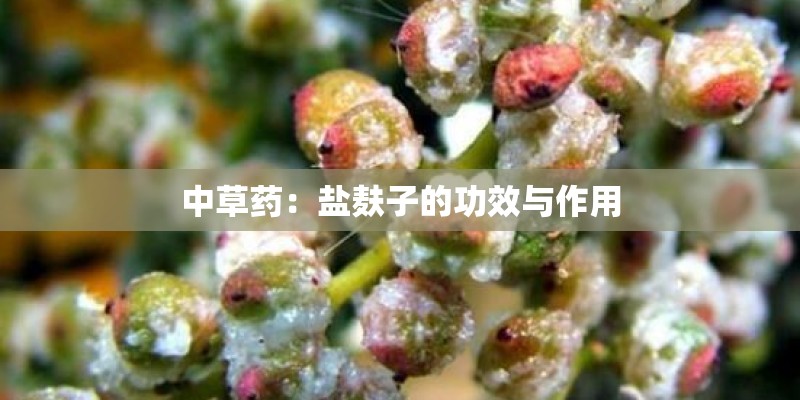 中草药：盐麸子的功效与作用
