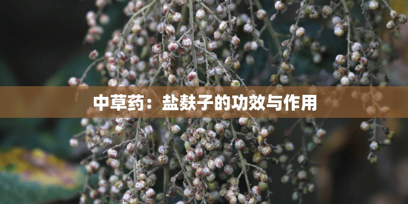 中草药：盐麸子的功效与作用