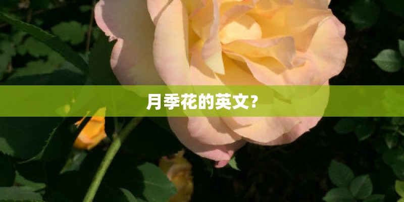 月季花的英文？