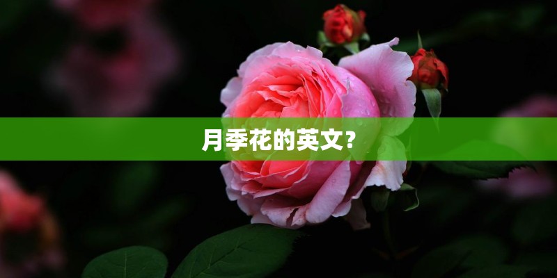 月季花的英文？