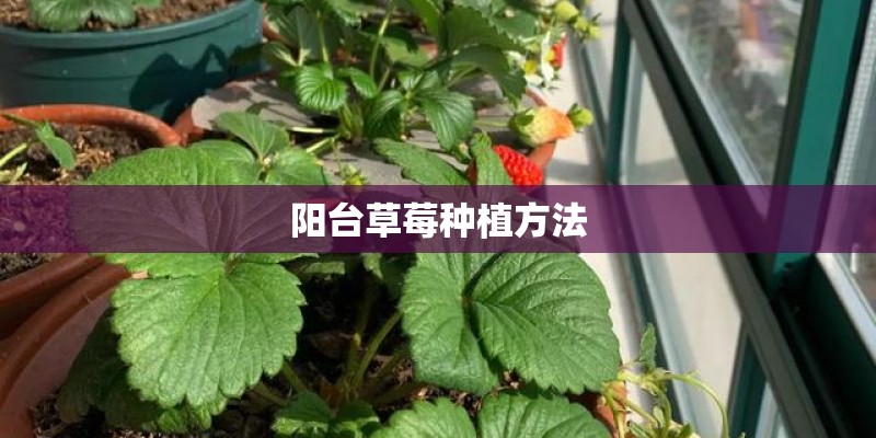 阳台草莓种植方法