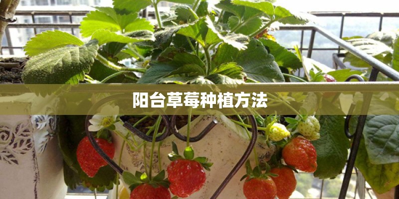 阳台草莓种植方法