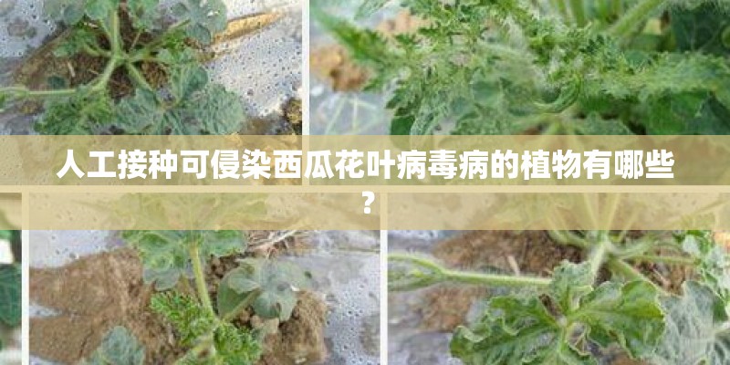 人工接种可侵染西瓜花叶病毒病的植物有哪些? 人工接种可侵染西瓜花叶病毒病的植物有哪些?