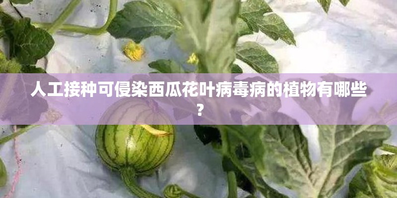 人工接种可侵染西瓜花叶病毒病的植物有哪些? 人工接种可侵染西瓜花叶病毒病的植物有哪些?