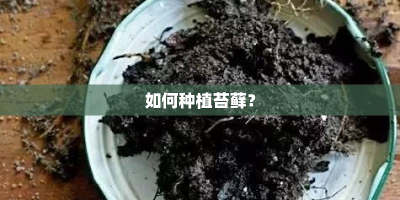 如何种植苔藓？