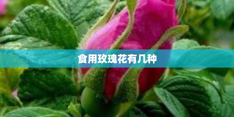 食用玫瑰花有几种