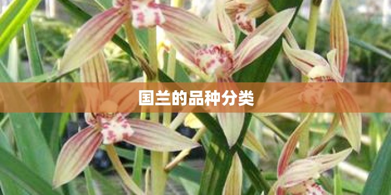 国兰的品种分类