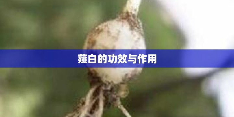 薤白的功效与作用 薤白的功效与作用