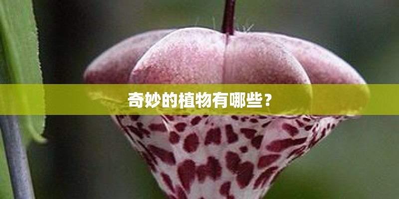 奇妙的植物有哪些？