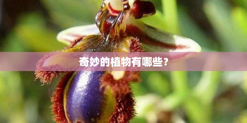 奇妙的植物有哪些？