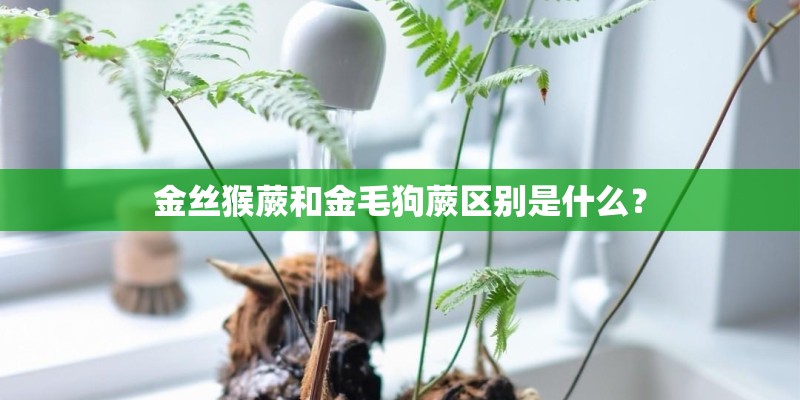 金丝猴蕨和金毛狗蕨区别是什么？