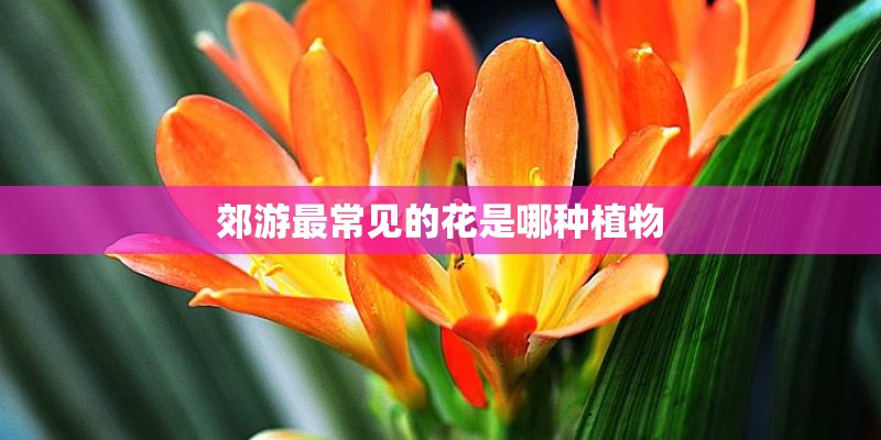 郊游最常见的花是哪种植物