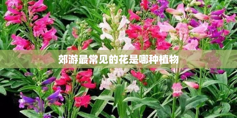 郊游最常见的花是哪种植物