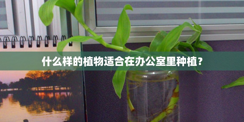 什么样的植物适合在办公室里种植？